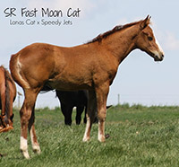 Lanas Cat foal